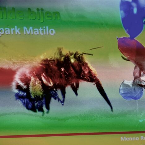 Bijen én Leo van Zanen op zondag 14 april in Matilo
